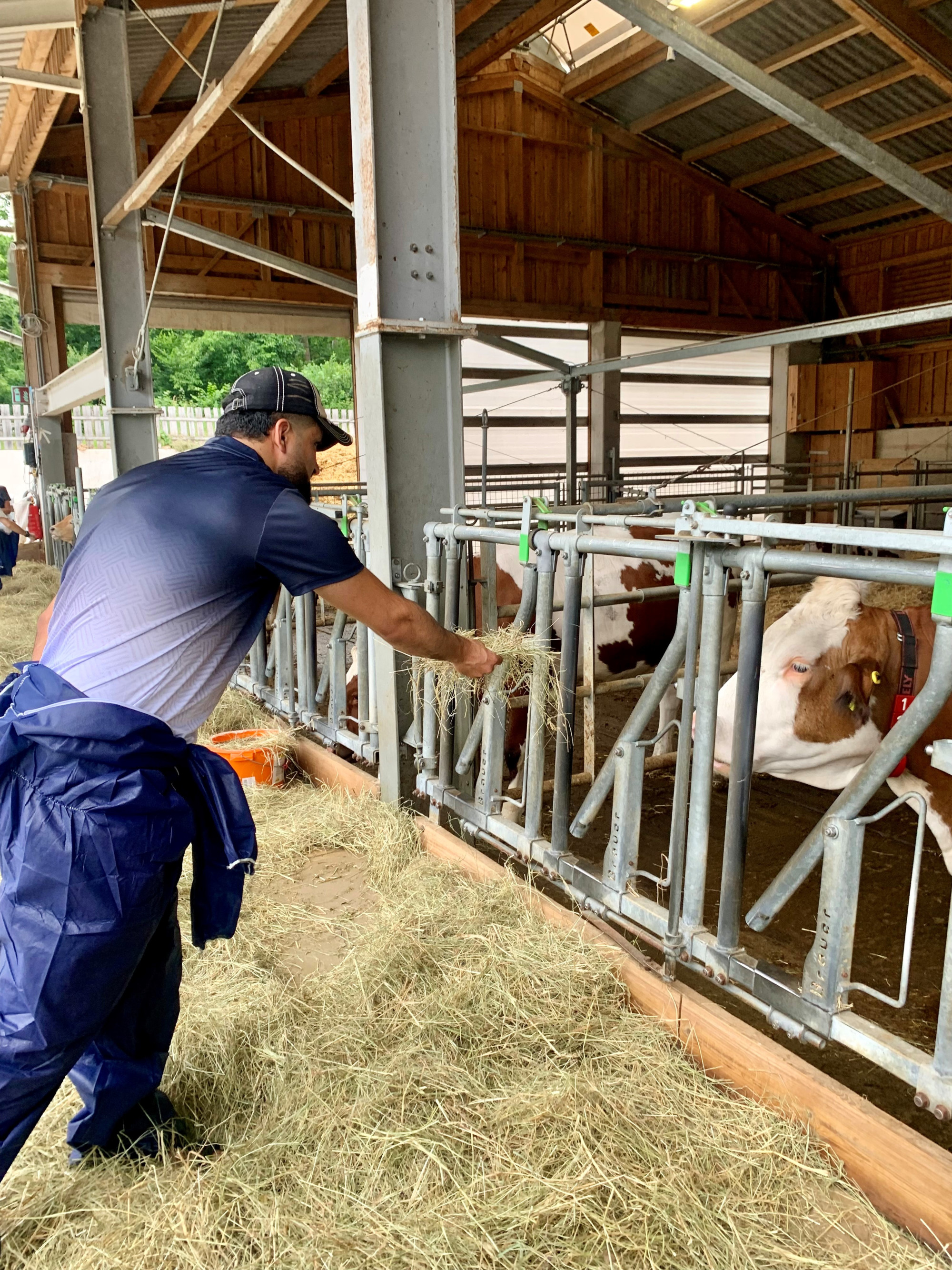 Mann mit blauen Anzug füttert eine Kuh mit Heu
